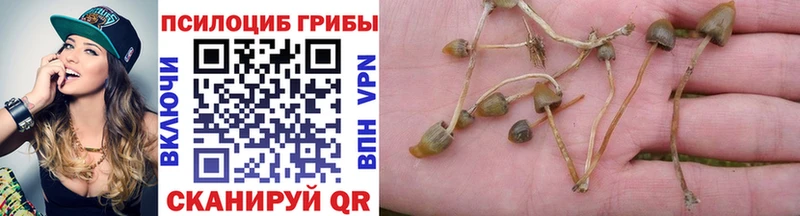 где можно купить   Луховицы  Галлюциногенные грибы MAGIC MUSHROOMS 